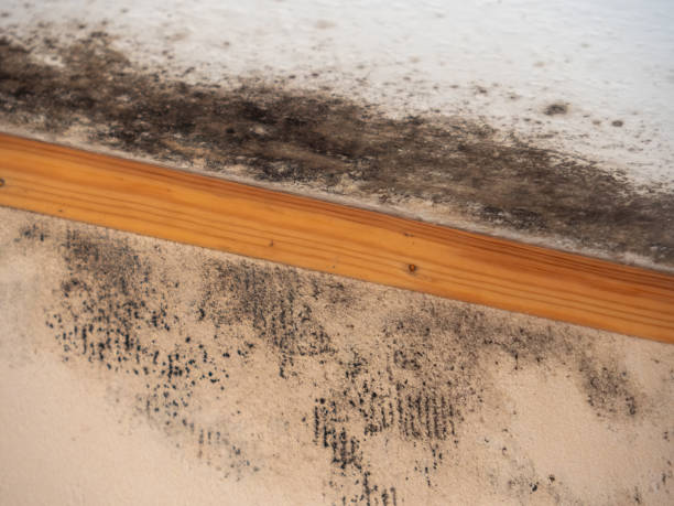 Best Mold Damage Restoration  in Hickory, NC